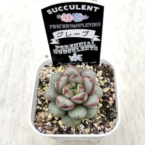 多肉植物 エケベリア グレープ 7.5cmポット苗の詳細画像1