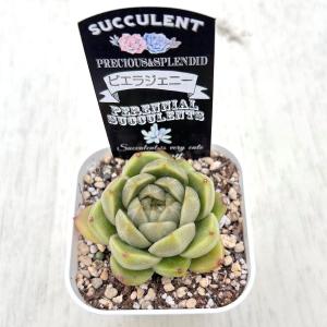 多肉植物 エケベリア ピエラジェニー 7.5c...の詳細画像2