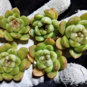 多肉植物 エケベリア ピエラジェニー 7.5c...の詳細画像3