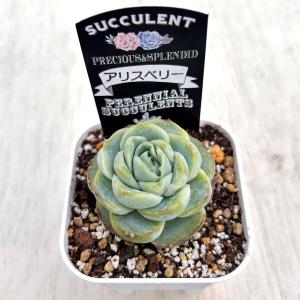 多肉植物 エケベリア アリスベリー 7.5cm...の詳細画像1