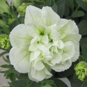 【当店農場生産】ペチュニア パニエ レモン（花なし苗）9cmポット苗