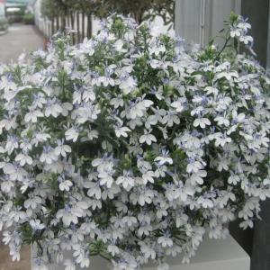 【当店農場生産】ロベリア カリブ アイス 9cmポット苗 半耐寒性多年草