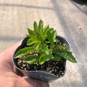 【当店農場生産】ロベリア カリブ アイス 9c...の詳細画像2
