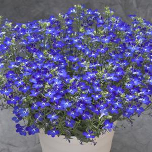 【当店農場生産】ロベリア レオン ミニダークブルー 9cmポット苗 半耐寒性多年草