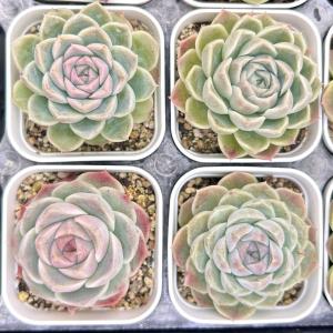多肉植物 エケベリア ムーンライト 7.5cmポット苗