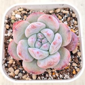 多肉植物 エケベリア モンローシャドウ 7.5c...の商品画像