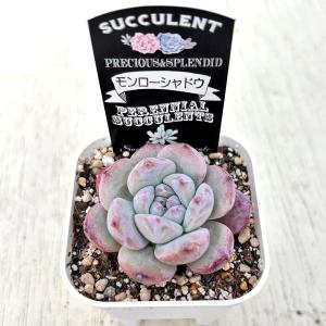 多肉植物 エケベリア モンローシャドウ 7.5...の詳細画像1