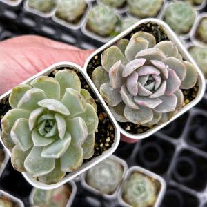 多肉植物 プリドニスクリスエックス エケベリア属 カット小苗 多肉