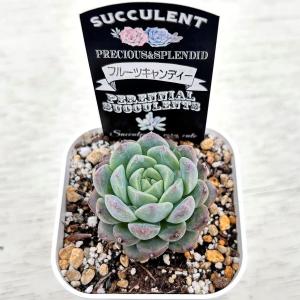 多肉植物 エケベリア フルーツキャンディー 7...の詳細画像2
