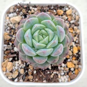 多肉植物 エケベリア フルーツキャンディー 7...の詳細画像1