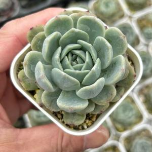 多肉植物 エケベリア ホワイトラバー 7.5cmポット苗