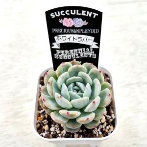 多肉植物 エケベリア ホワイトラバー 7.5c...の詳細画像2