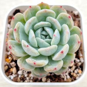 多肉植物 エケベリア ホワイトラバー 7.5c...の詳細画像1
