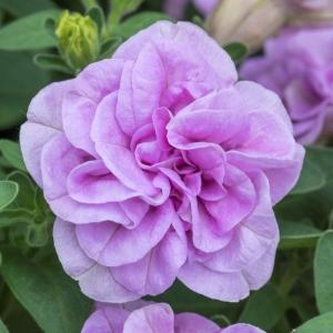 【当店農場生産】八重咲きペチュニア ビバダブル シュガーキャンディ（花なし苗） 9cmポット苗