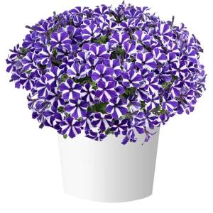 【当店農場生産】ペチュニア カーペットコレクション ブルーダイヤモンド（花なし苗） 9cmポット苗 分枝多くコンパクト！