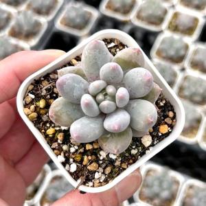 多肉植物 エケベリア ピンクエンジェル 7.5cmポット苗