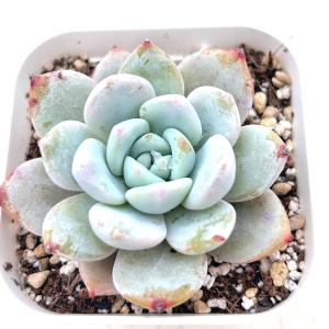 多肉植物 エケベリア ピンクエンジェル 7.5...の詳細画像1