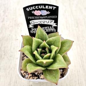 多肉植物 エケベリア ローズマリア 7.5cm...の詳細画像2