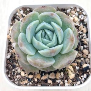 多肉植物 エケベリア リトルジャスミン 7.5...の詳細画像1