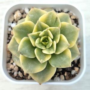 多肉植物 グラプトセダム ジェニーミウル 7.5cmポット苗