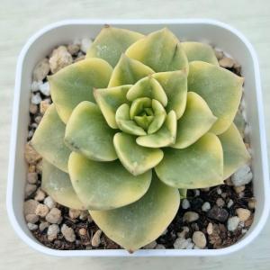 多肉植物 エケベリア ローリー錦 7.5cmポット苗の詳細画像1
