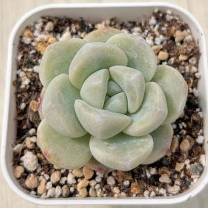 多肉植物 エケベリア アイスジェイド 7.5cmポット苗