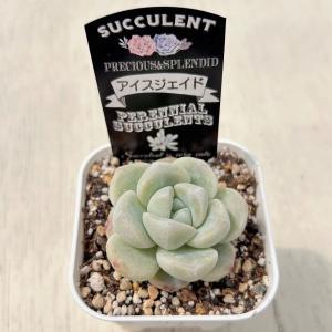 多肉植物 エケベリア アイスジェイド 7.5c...の詳細画像1