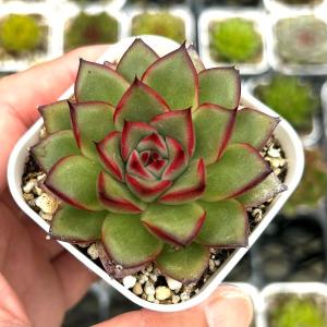 多肉植物 エケベリア リトルレッドハート 7.5...の商品画像