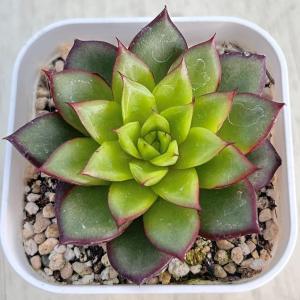 多肉植物 エケベリア リトルレッドハート 7....の詳細画像1