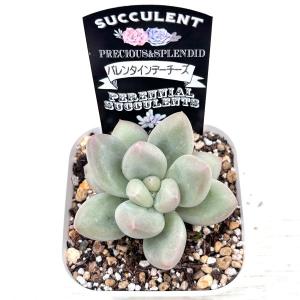 多肉植物 グラプトペタルム バレンタインデーチ...の詳細画像2