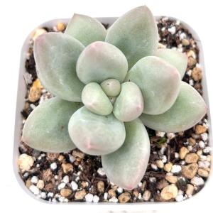 多肉植物 グラプトペタルム バレンタインデーチ...の詳細画像1