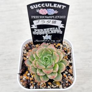 多肉植物 エケベリア プラダ錦 7.5cmポット苗の詳細画像1