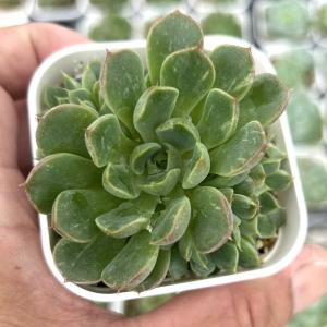 多肉植物 エケベリア プラダ錦 7.5cmポット苗の詳細画像2
