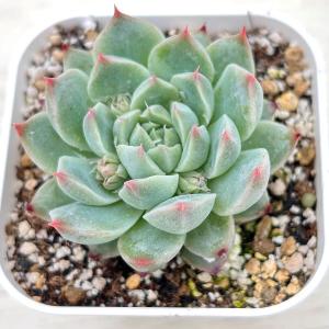 多肉植物 エケベリア 白吉(バイジ) 7.5cm...の商品画像