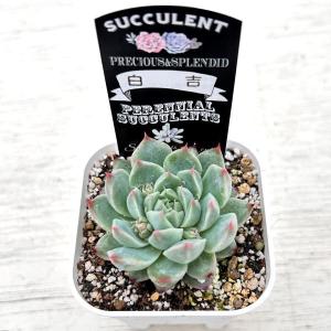 多肉植物 エケベリア 白吉(バイジ) 7.5c...の詳細画像1