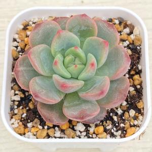 多肉植物 エケベリア ルビーHyb 7.5cmポット苗