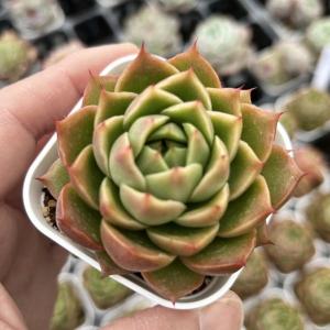 多肉植物 エケベリア スパイ 7.5cmポット苗