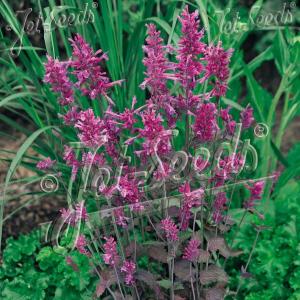 【当店農場生産】アガスターシェ ボレロ 9cmポット苗 耐寒性宿根草