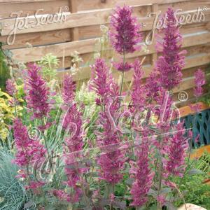 【当店農場生産】アガスターシェ ボレロ 9cm...の詳細画像1