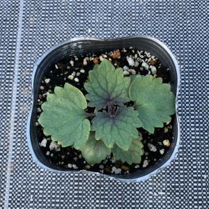 【当店農場生産】アガスターシェ ボレロ 9cm...の詳細画像2