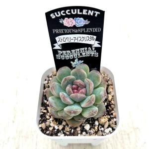 多肉植物 エケベリア ストロベリーアイスクリス...の詳細画像1