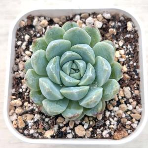多肉植物 エケベリア ホワイトスイートデュー 7.5cmポット苗