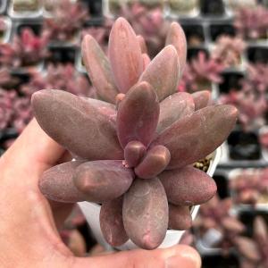 多肉植物 エケベリア レッドフィンガー 7.5cmポット苗