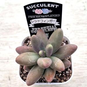 多肉植物 エケベリア レッドフィンガー 7.5...の詳細画像2