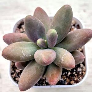 多肉植物 エケベリア レッドフィンガー 7.5...の詳細画像1