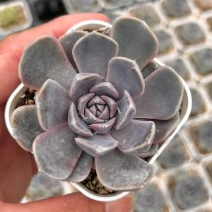 多肉植物 エケベリア テディバーガー 7.5cm...の商品画像