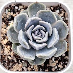 多肉植物 エケベリア テディバーガー 7.5c...の詳細画像1