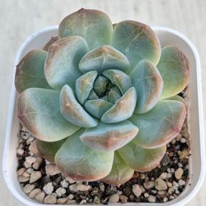 多肉植物 エケベリア レッドジャイアント 7....の詳細画像1