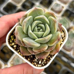 多肉植物 エケベリア ストロベリーアーモンド 7...の商品画像