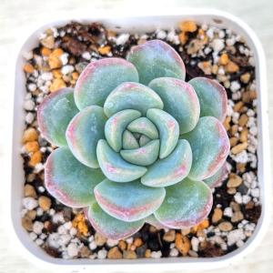 多肉植物 エケベリア ストロベリーアーモンド ...の詳細画像1